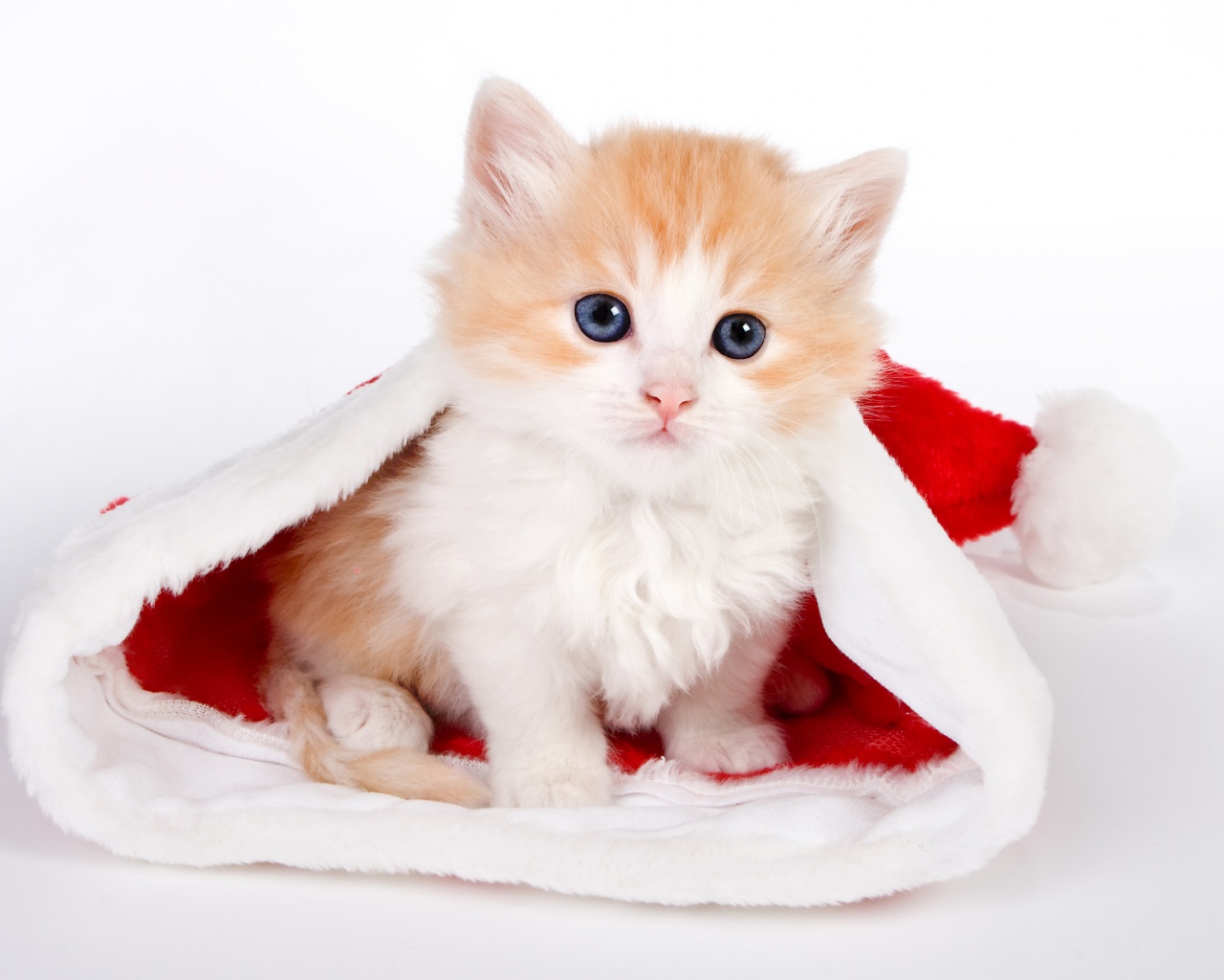 Cute Kitten In Santa Hat