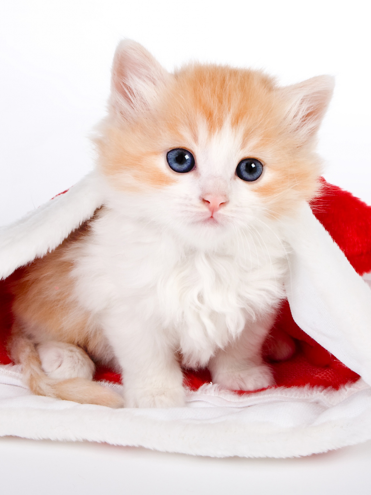 Cute Kitten In Santa Hat