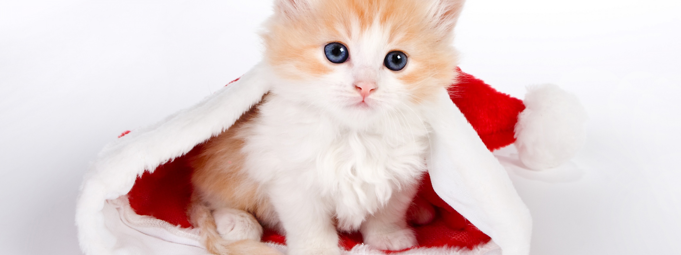 Cute Kitten In Santa Hat