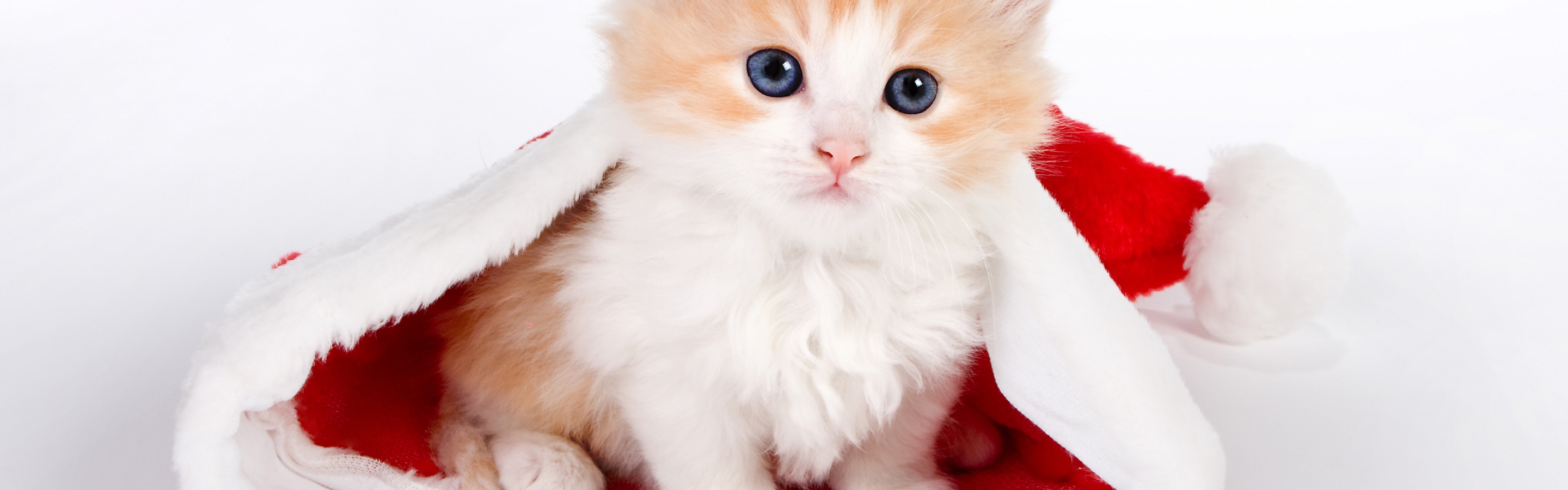 Cute Kitten In Santa Hat