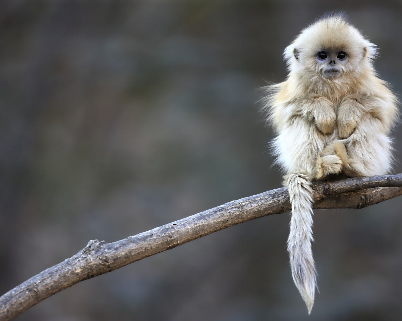 Cute Monkey Animal