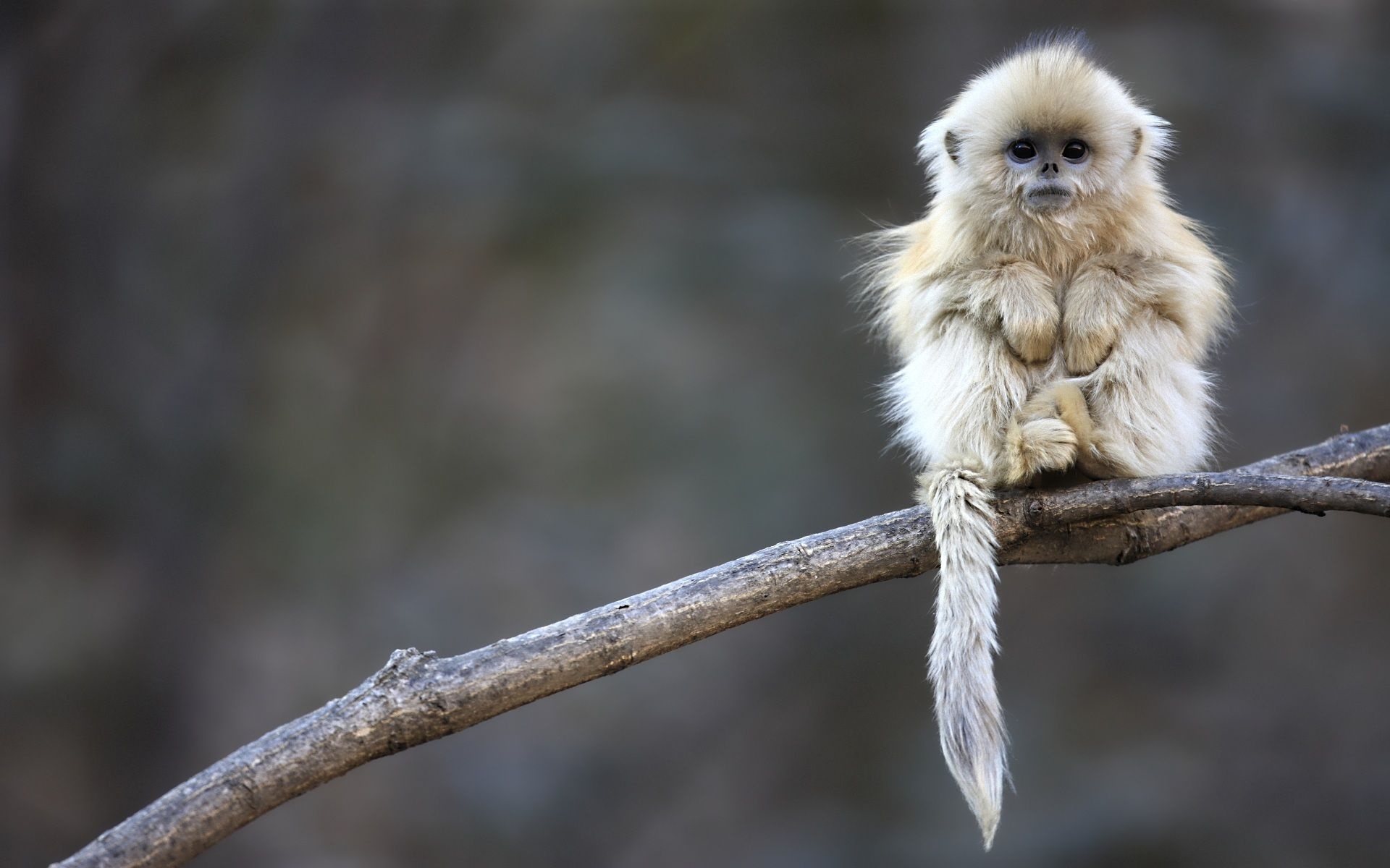 Cute Monkey Animal