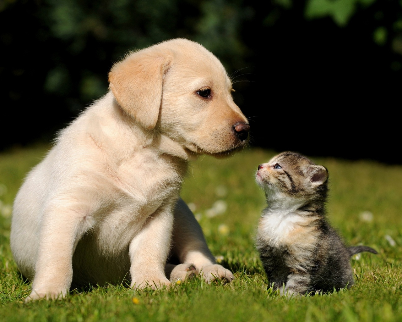 Cute Puppy And Kitten