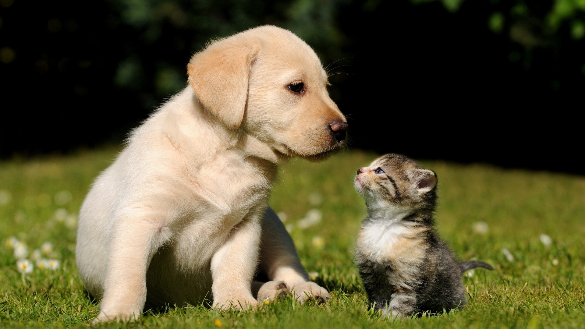 Cute Puppy And Kitten