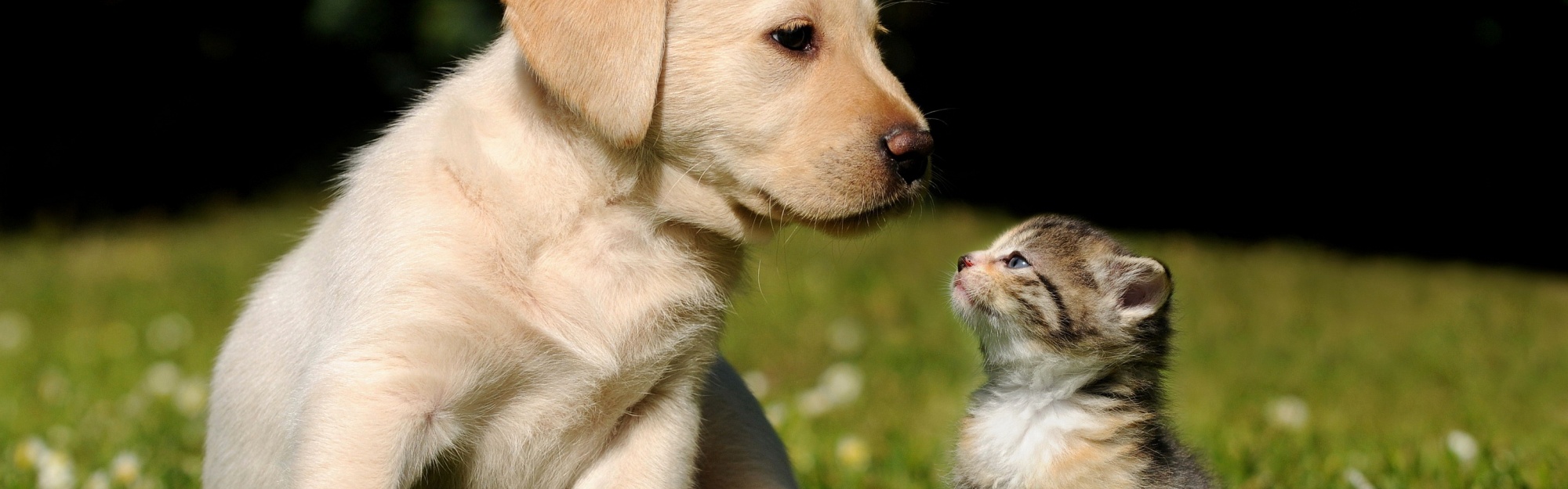 Cute Puppy And Kitten