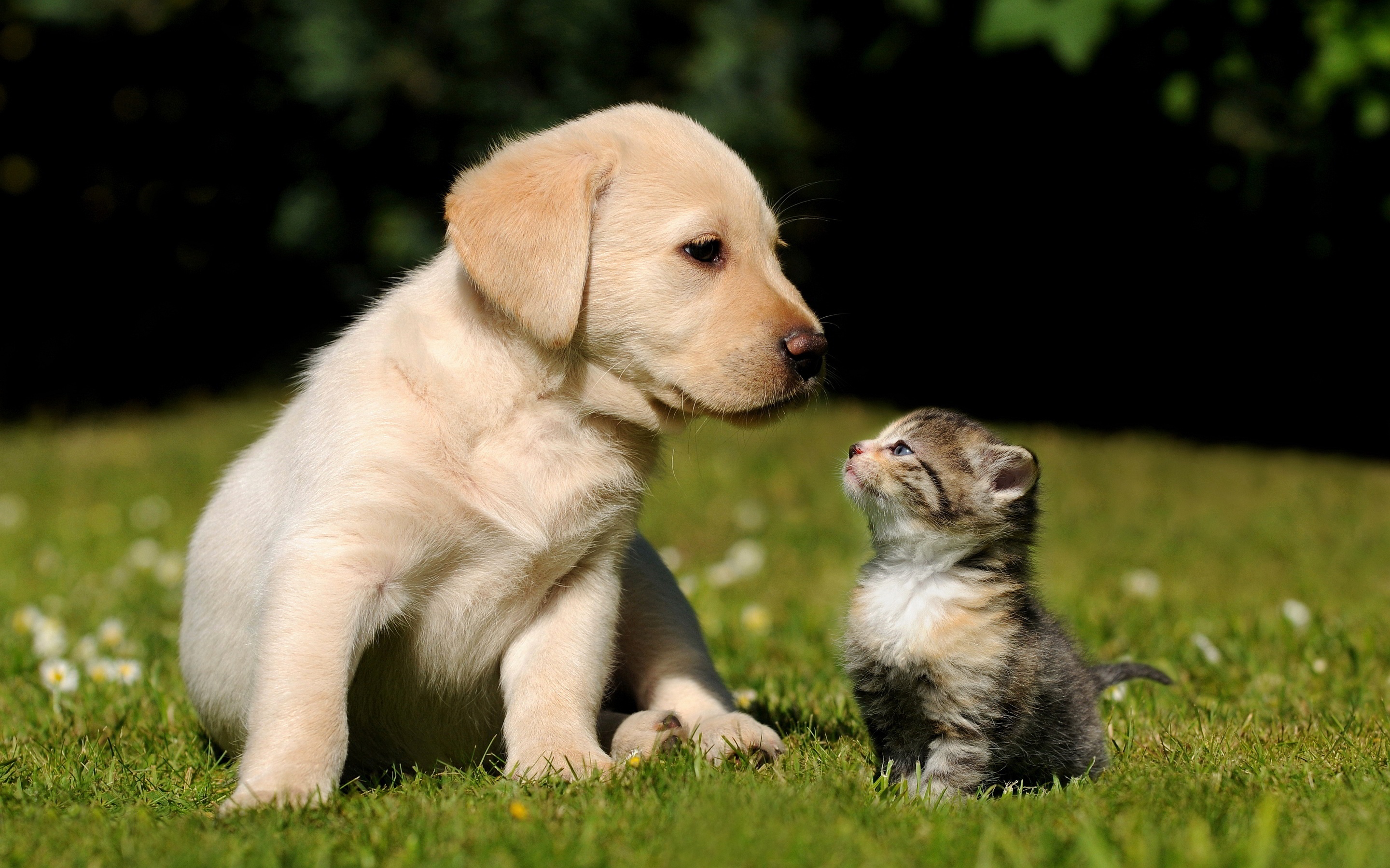 Cute Puppy And Kitten