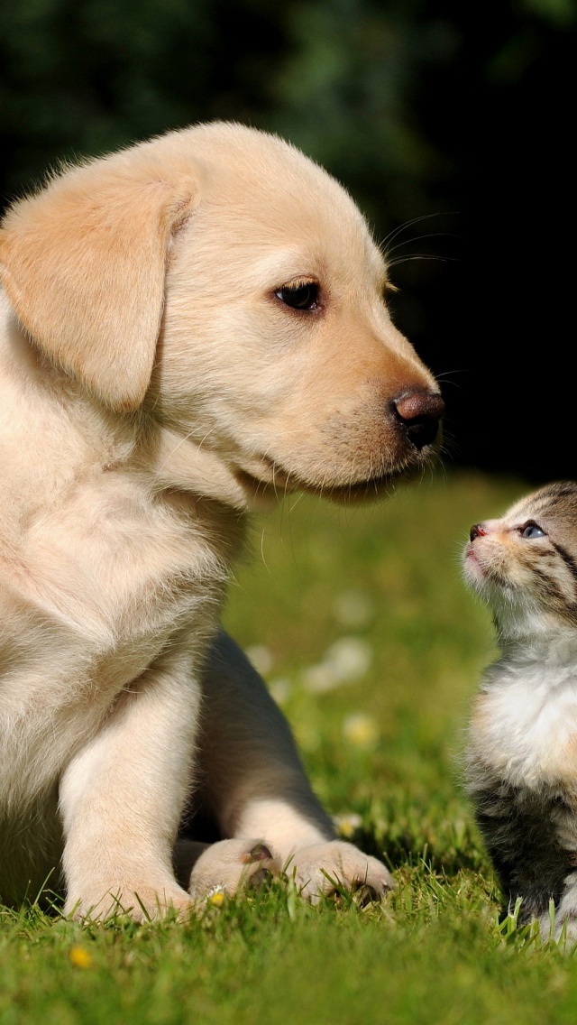 Cute Puppy And Kitten