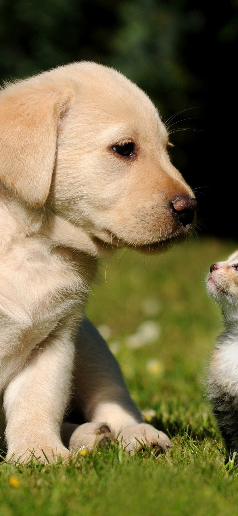 Cute Puppy And Kitten