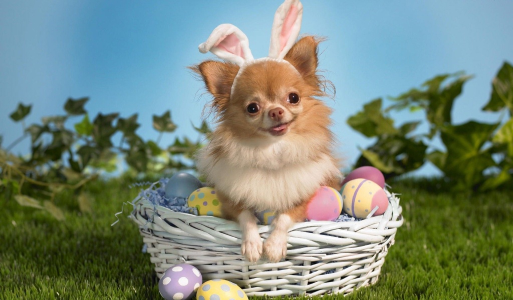 Cute Puppy Basket Egg