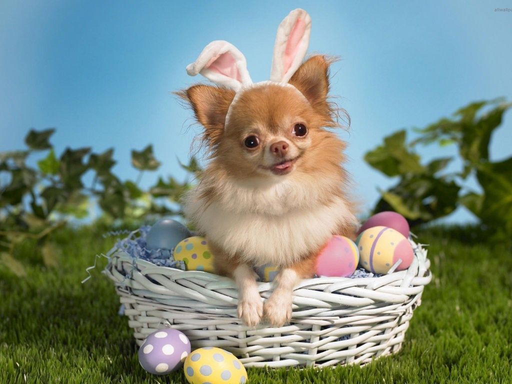 Cute Puppy Basket Egg