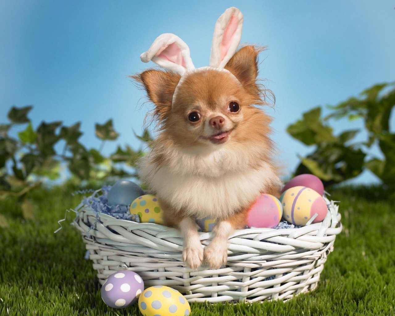 Cute Puppy Basket Egg