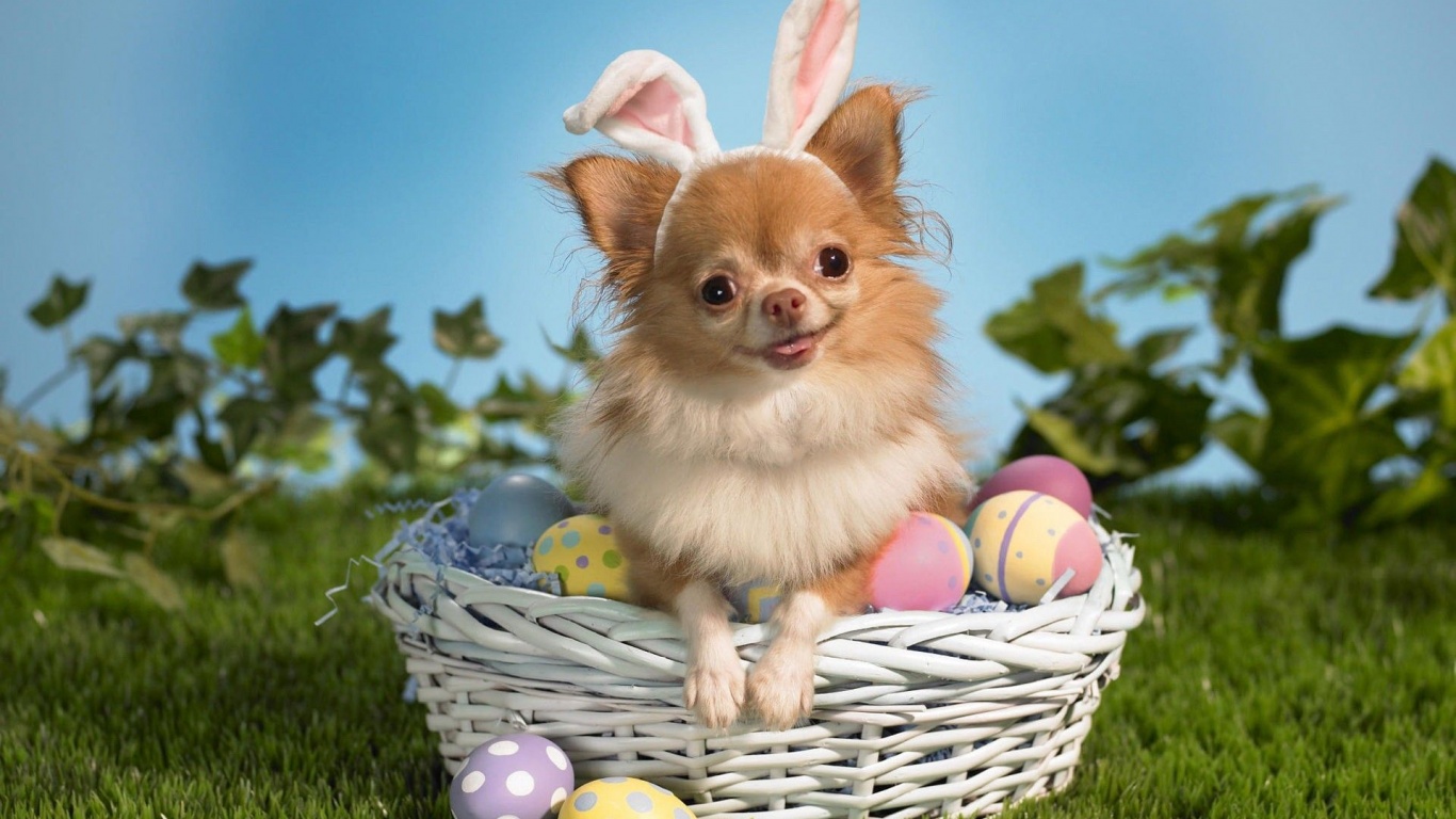 Cute Puppy Basket Egg