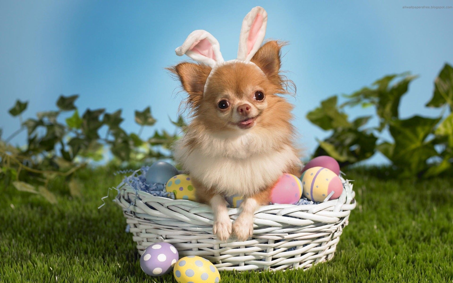 Cute Puppy Basket Egg