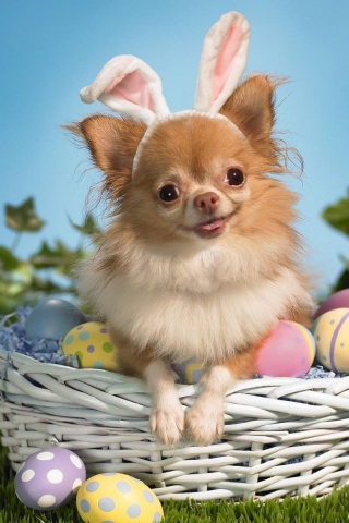 Cute Puppy Basket Egg