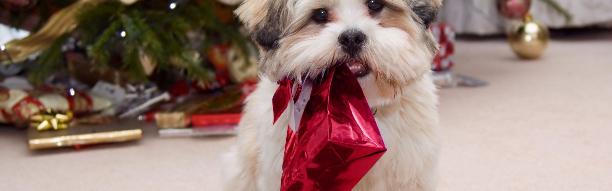 Cute Puppy With Present Gifts Christmas Tree