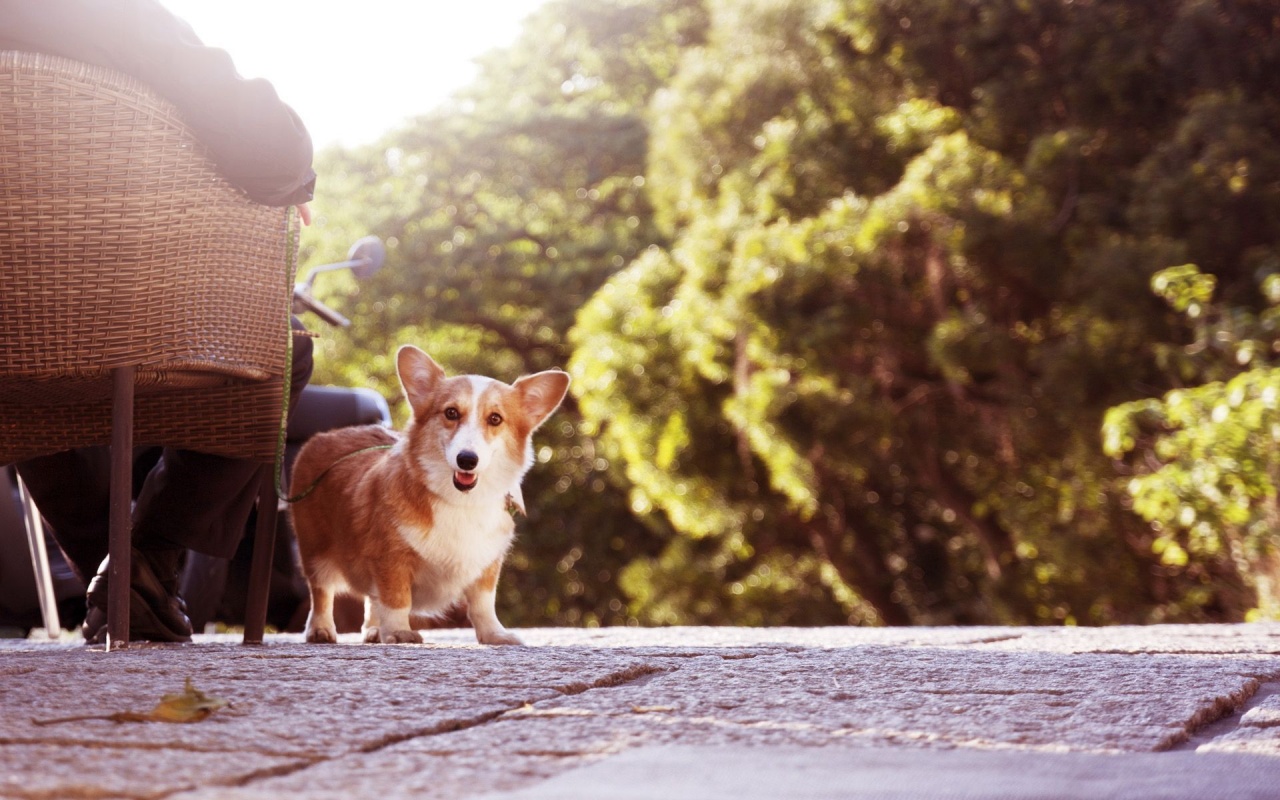 Cute Short Legged Dog Animal