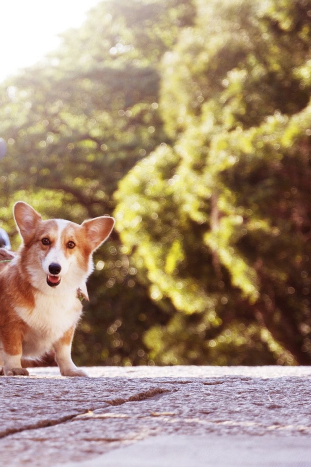 Cute Short Legged Dog Animal