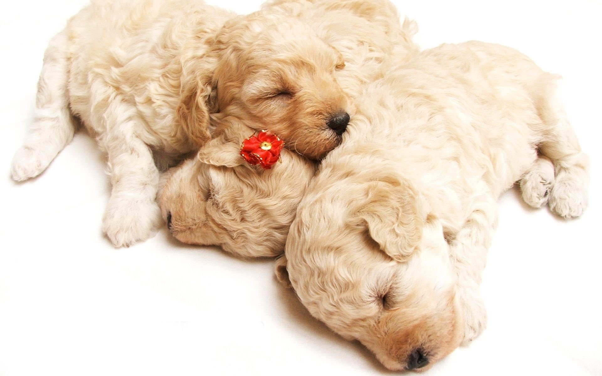 Cute Sleeping Puppies