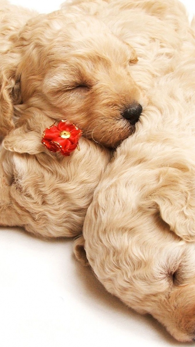 Cute Sleeping Puppies