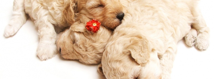 Cute Sleeping Puppies