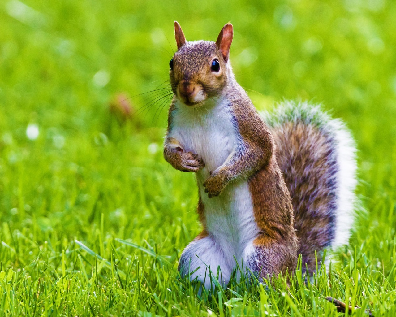 Cute Squirrel