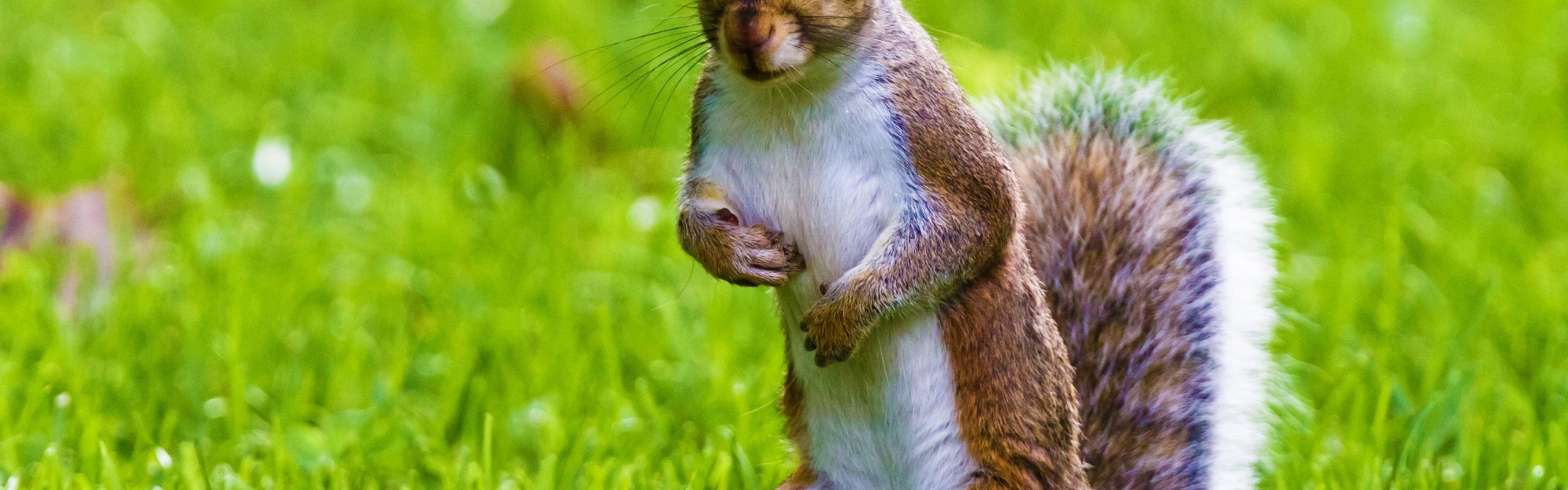 Cute Squirrel