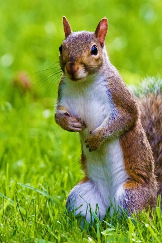 Cute Squirrel