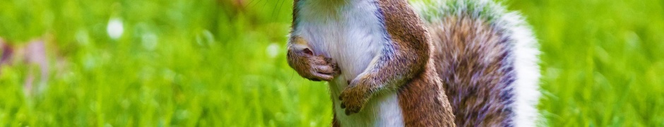 Cute Squirrel