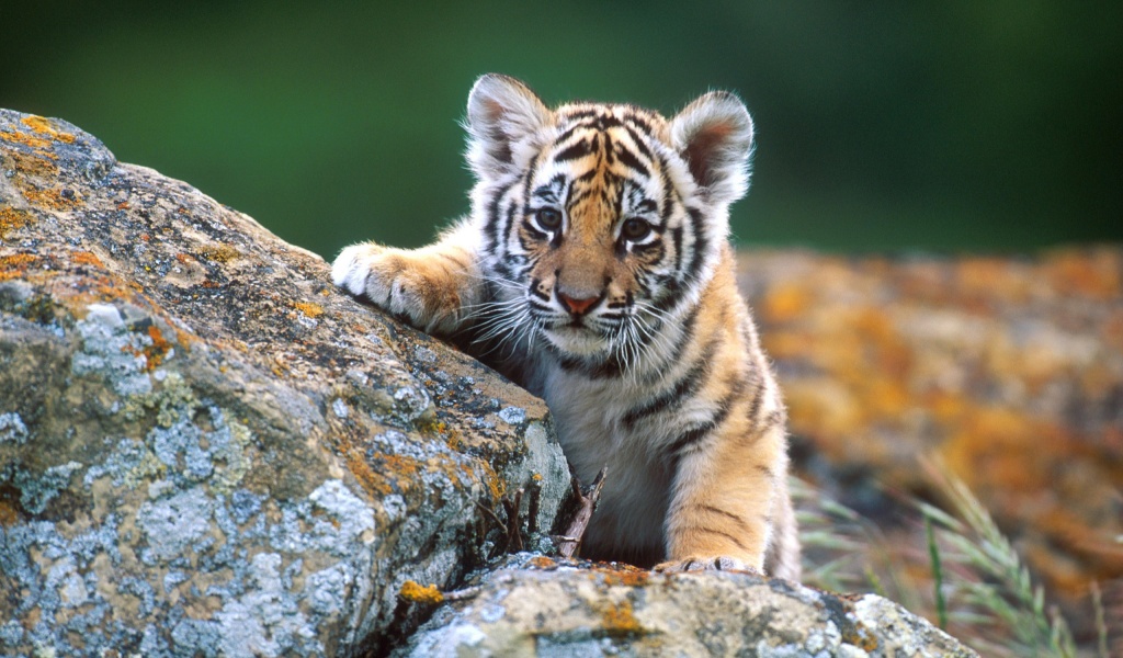 Cute Tiger