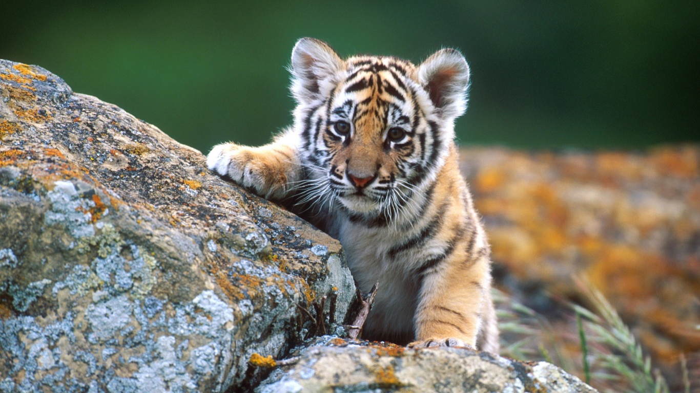 Cute Tiger