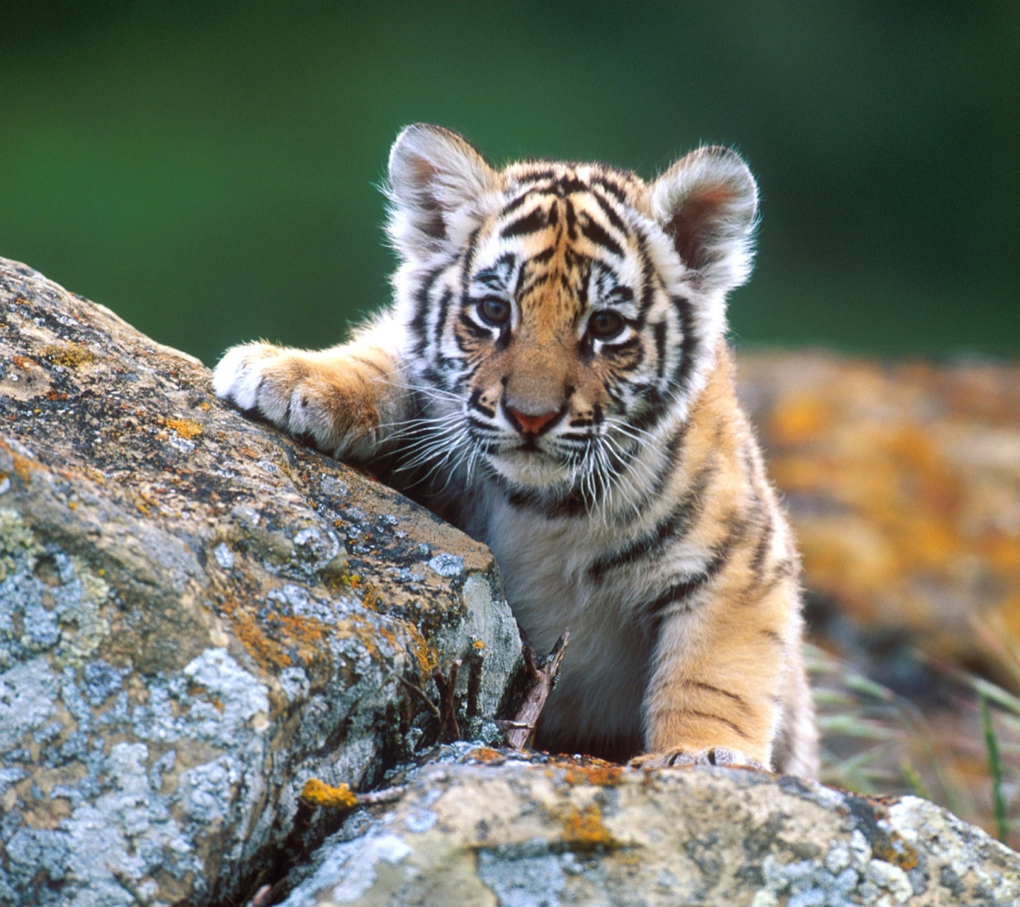 Cute Tiger