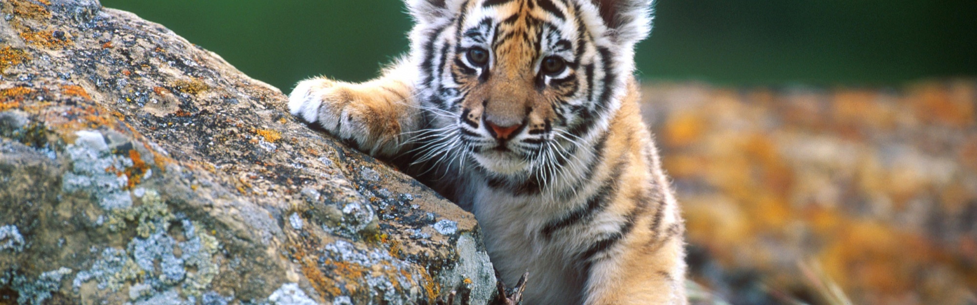 Cute Tiger