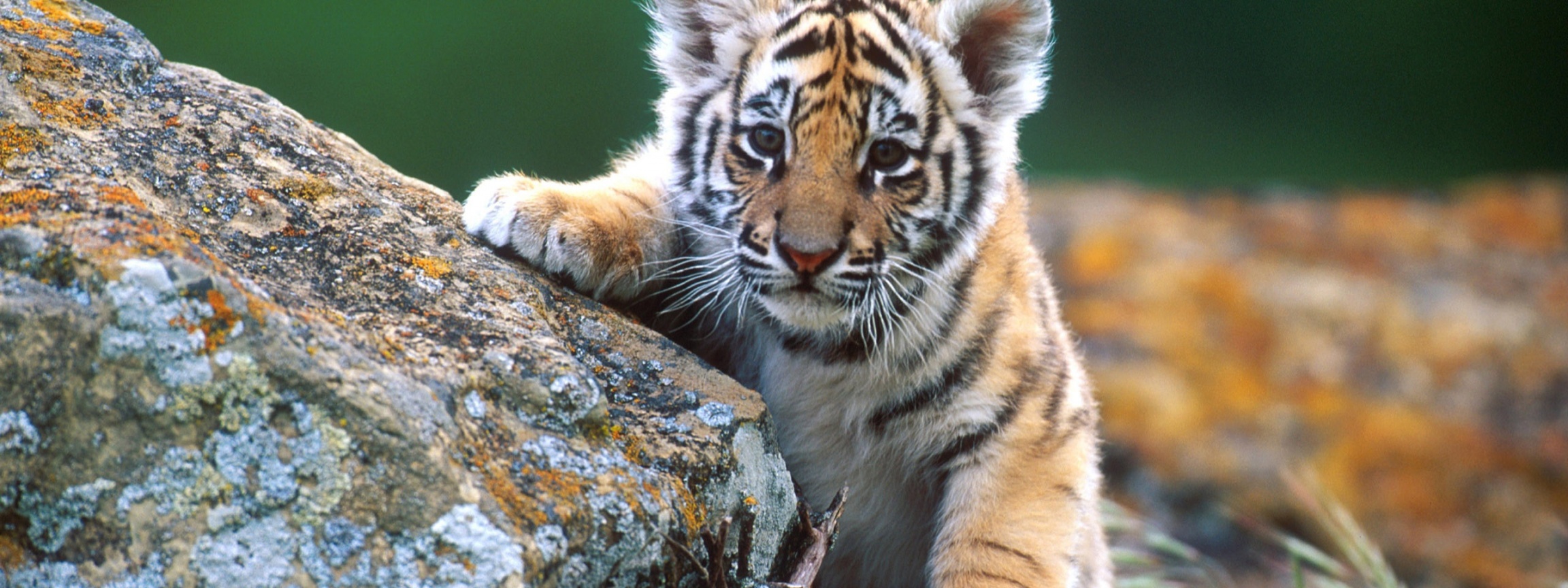 Cute Tiger