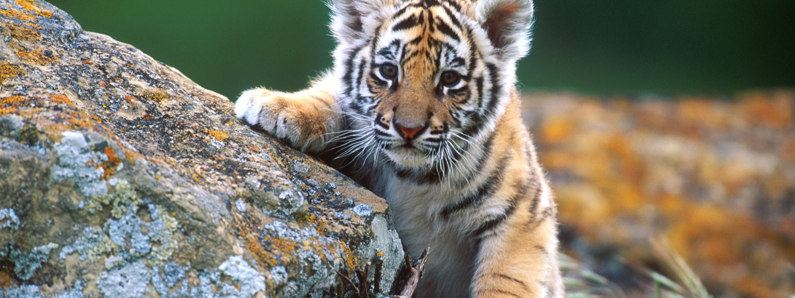 Cute Tiger