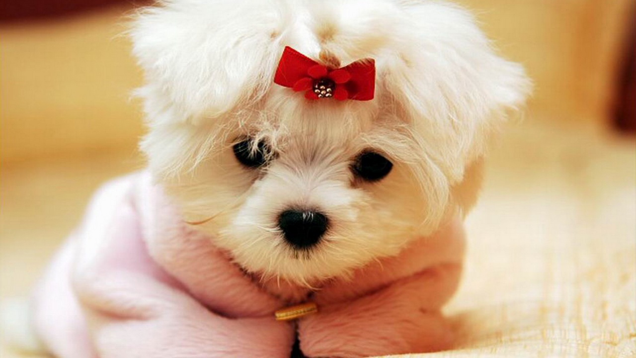 Cute White Puppy