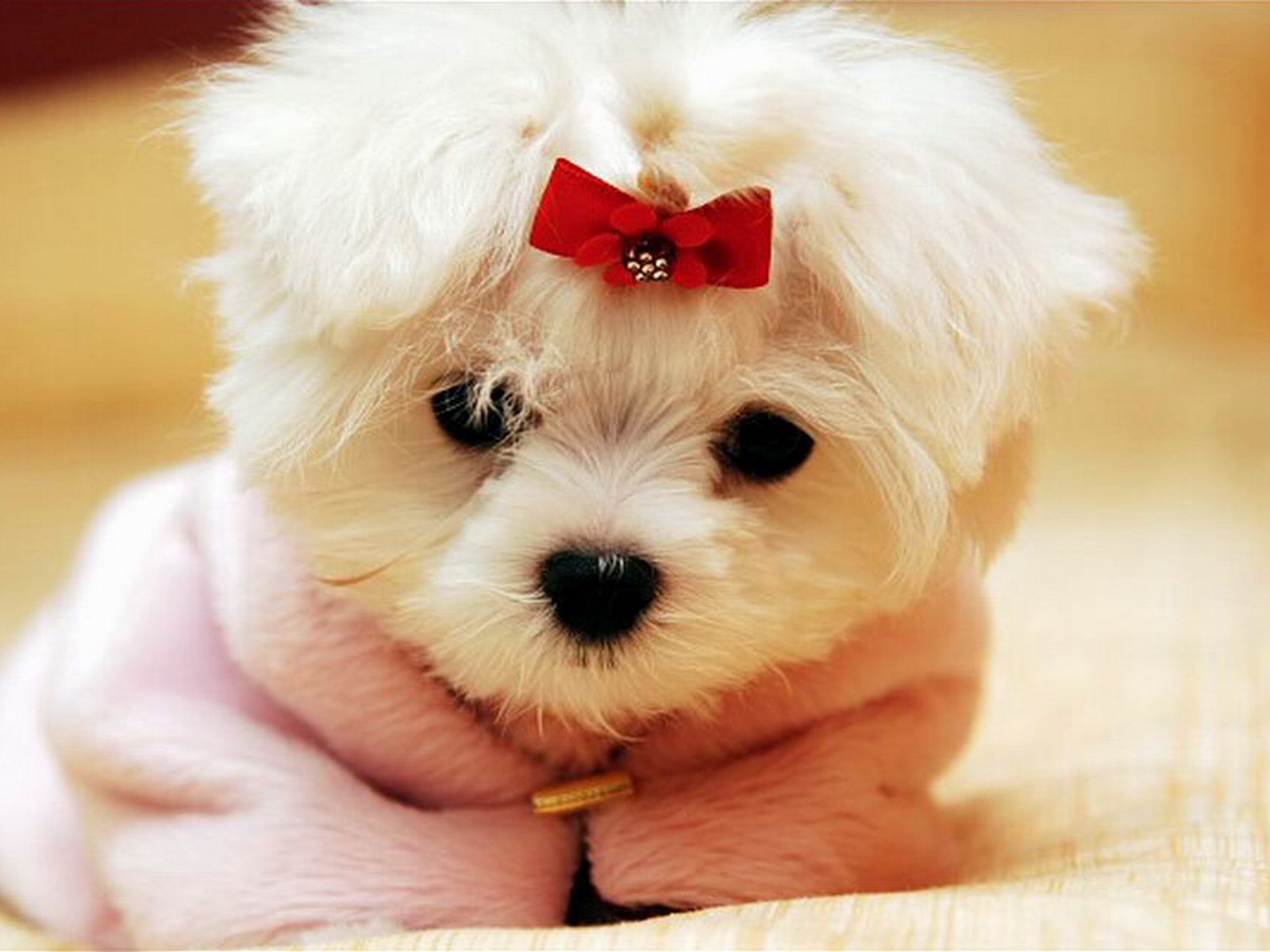 Cute White Puppy