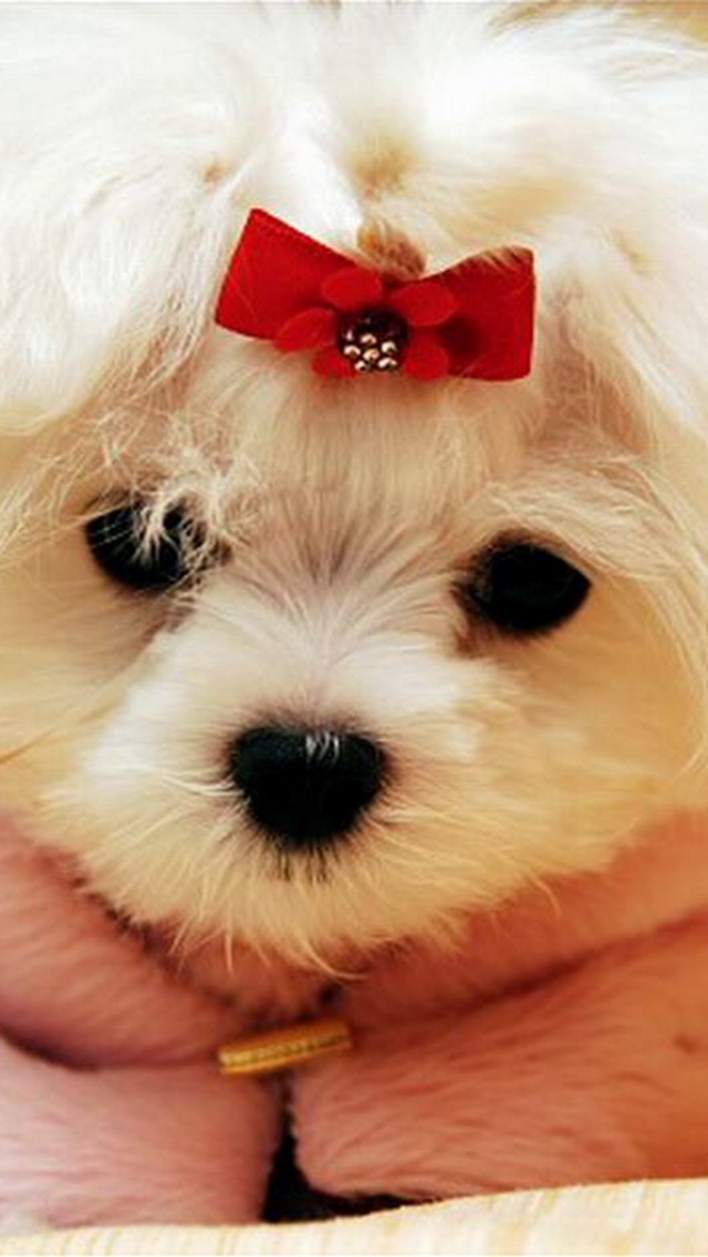 Cute White Puppy