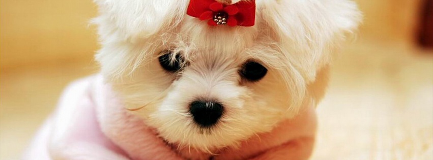 Cute White Puppy