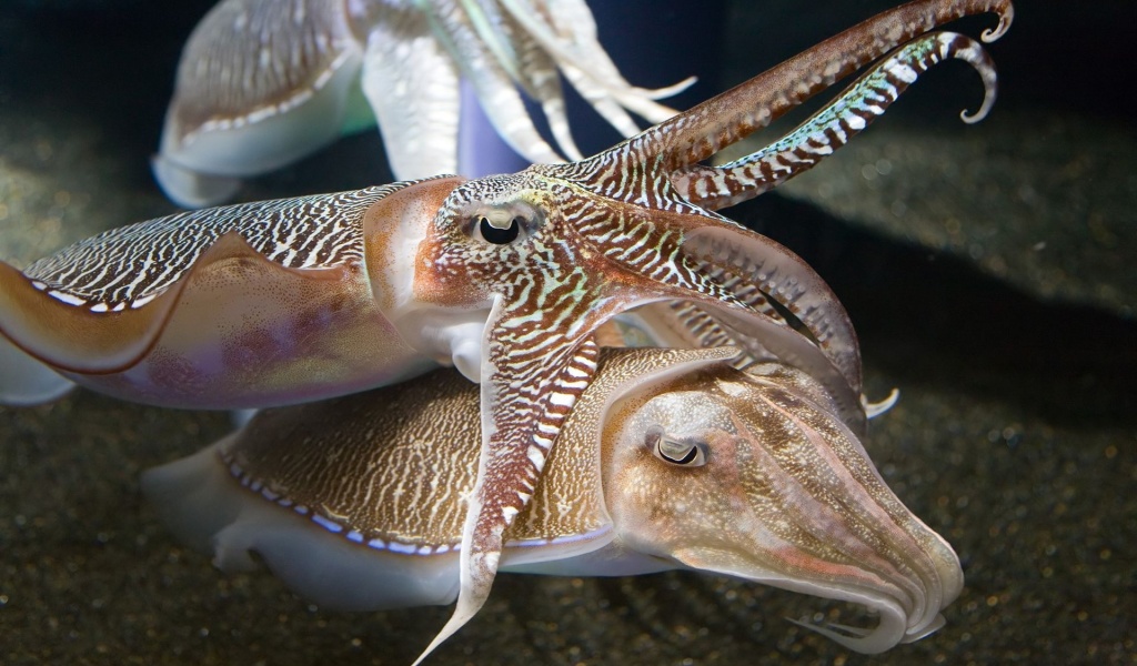 Cuttlefish