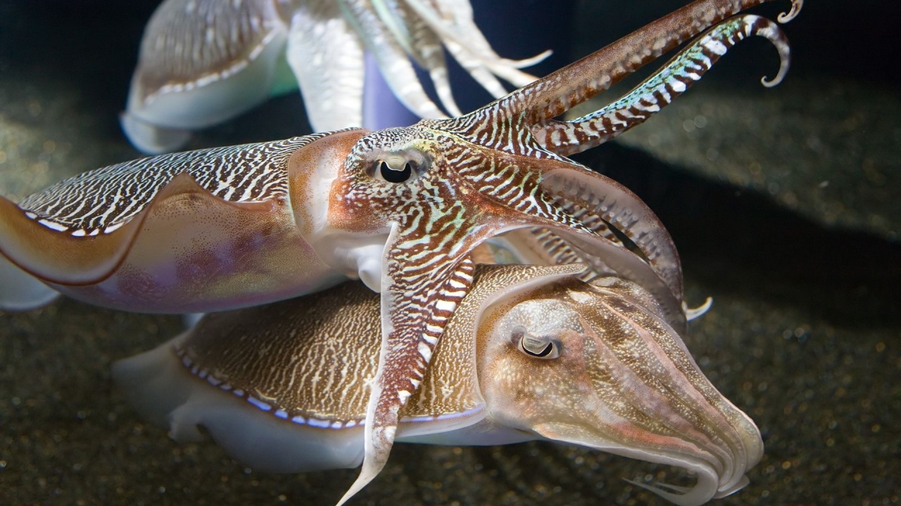 Cuttlefish