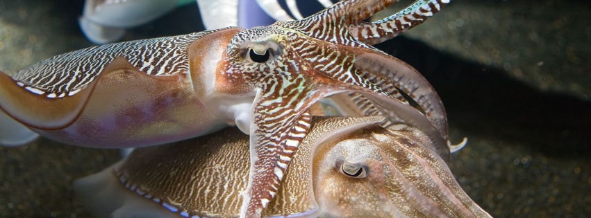 Cuttlefish