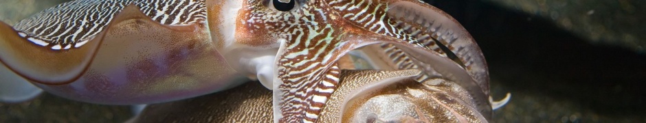 Cuttlefish