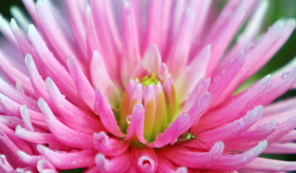 Dahlia With Raindrops