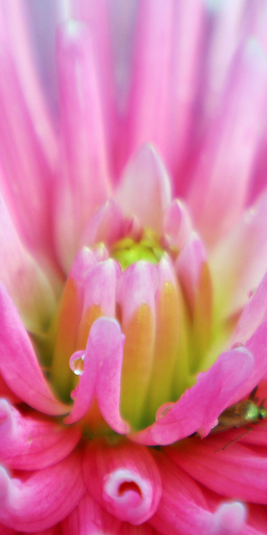 Dahlia With Raindrops