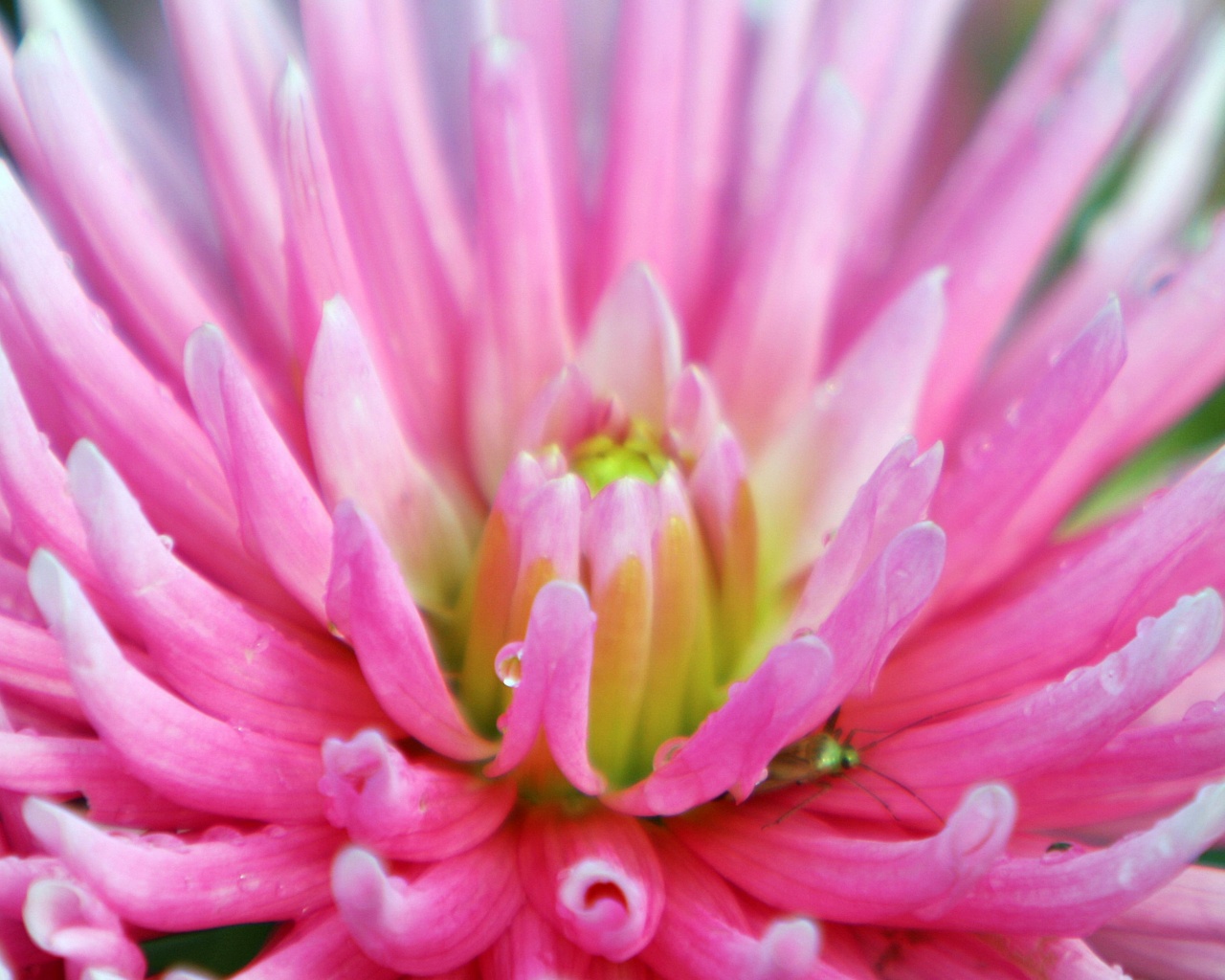 Dahlia With Raindrops