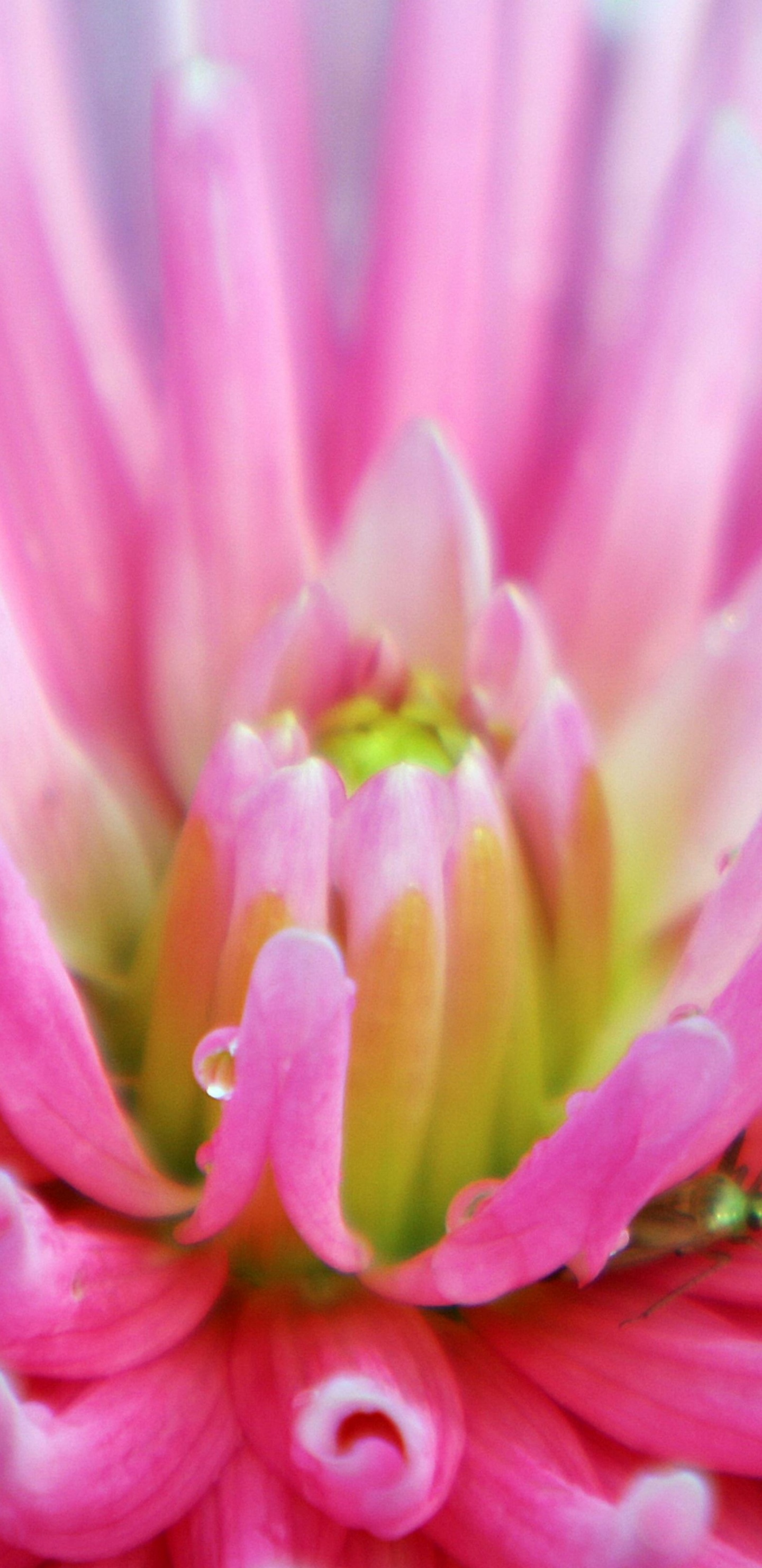 Dahlia With Raindrops