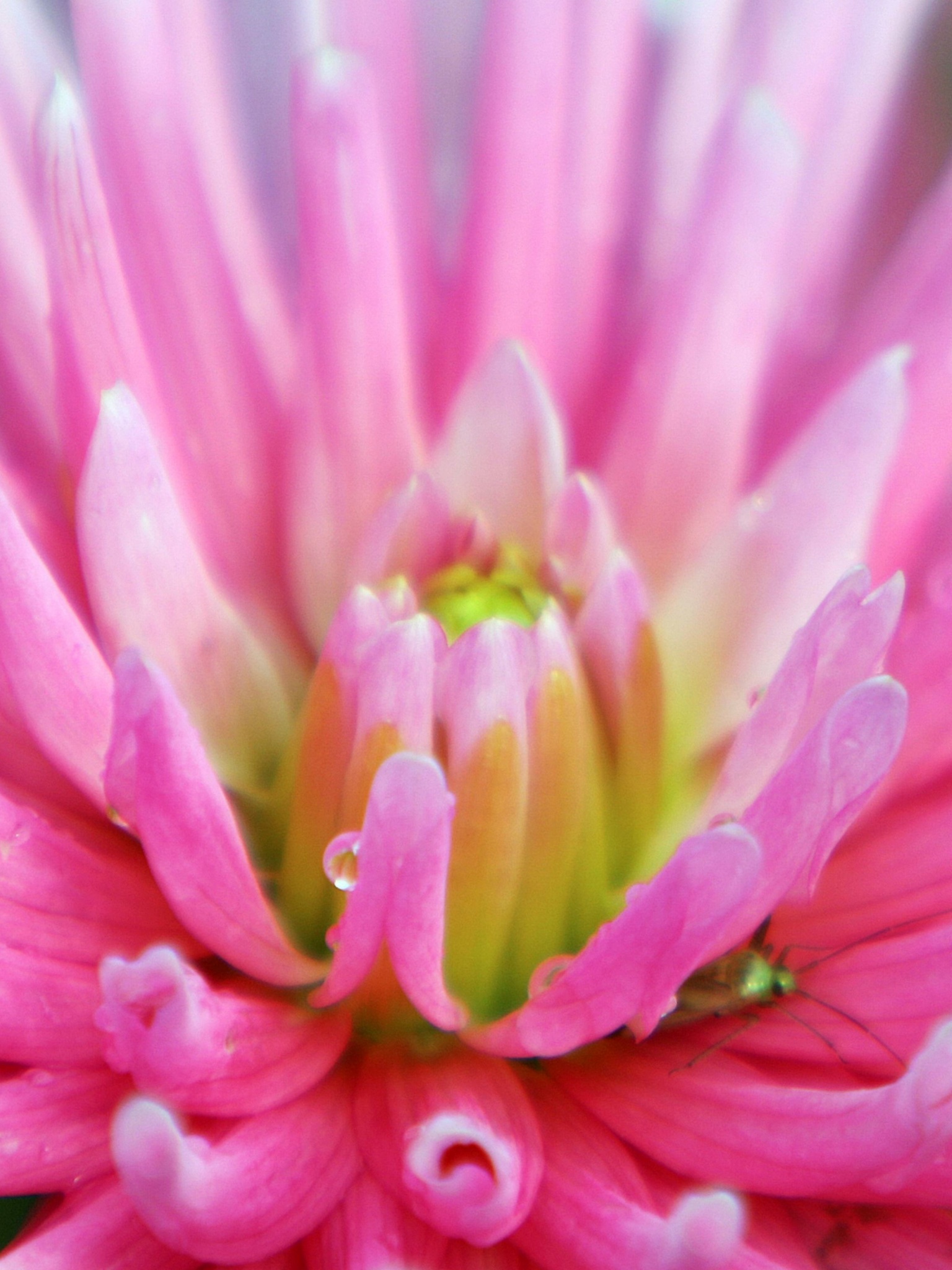 Dahlia With Raindrops