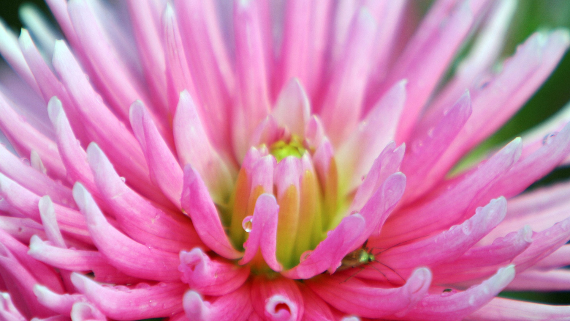 Dahlia With Raindrops