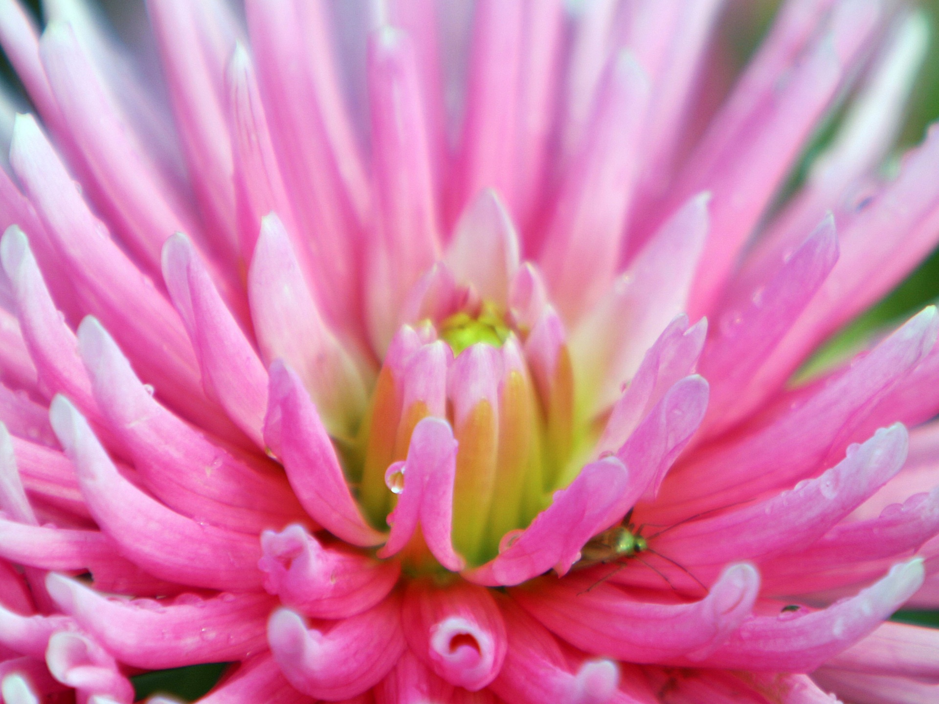 Dahlia With Raindrops