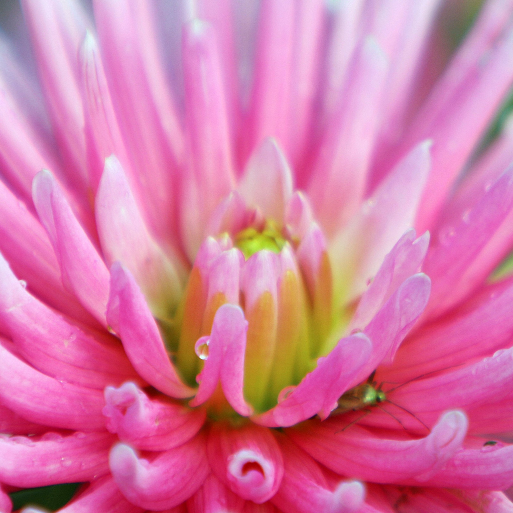 Dahlia With Raindrops